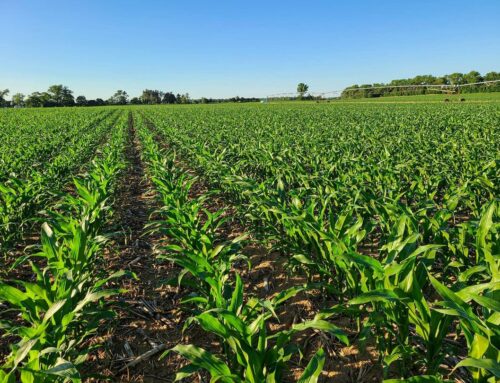 Beskerming vir potensiële mielieopbrengs bring meer as siektebeheer