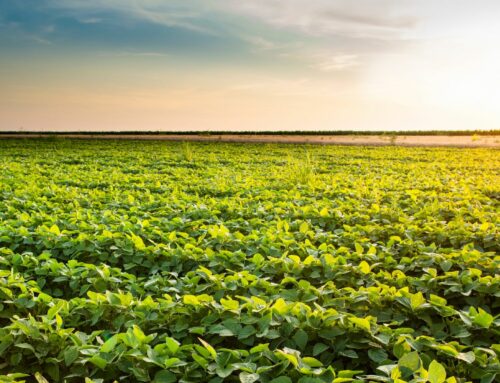 Soya bean inoculation at its best with ATUVA®!!