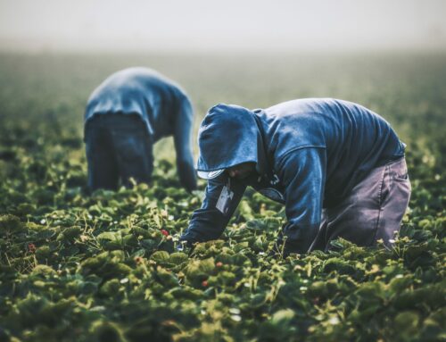 As seed prices soar, smallholders in Zimbabwe turn to old ways
