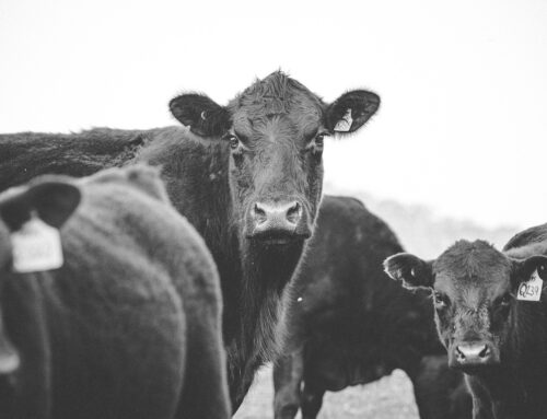 Update on outbreaks of foot and mouth disease in KwaZulu-Natal and Eastern Cape province