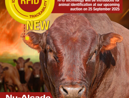Nu-Alcade Group sets new standard with RFID-enabled livestock sale
