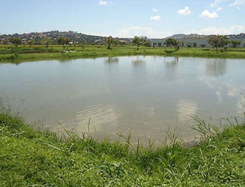 Fish deserve more than just good feed