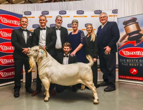 Duurste Savanna-ram ooit vir R2 050 000 verkoop