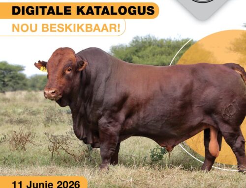 Vlakte Bonsmara Studiegroep se digitale/foto katalogus: NOU beskikbaar!