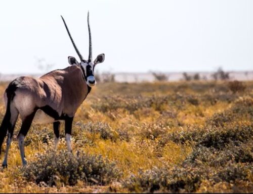 Namibian hunting season now open