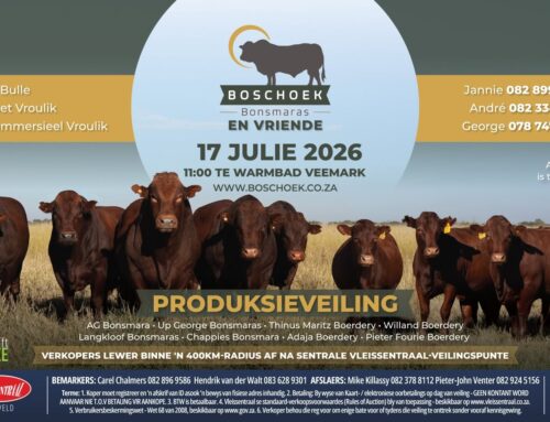 Boschoek Bonsmaras: ’n Naam gebou op geloof, bewese genetika en jarelange doelgerigte teling