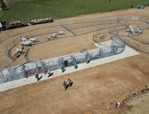 A practical cattle handling system from Algar Ind BK