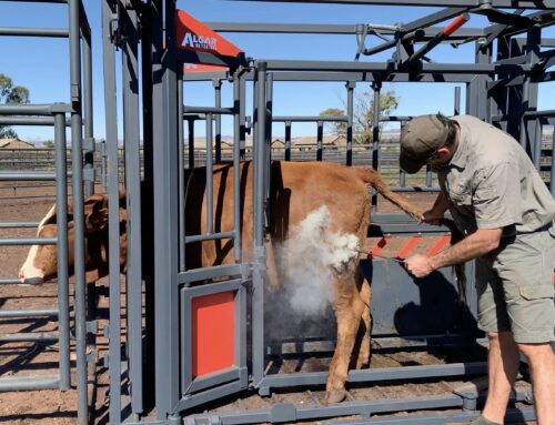 Work cattle safer and smarter with the Algar Neck and Body Clamp