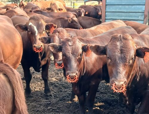 The true cost of weaning stress in an extensive beef cattle production system