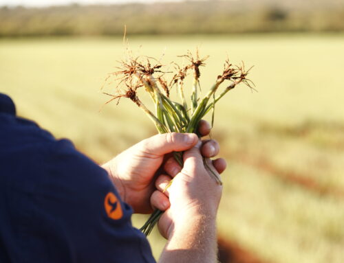 Less soil on the tyre. Healthier soil in the field.