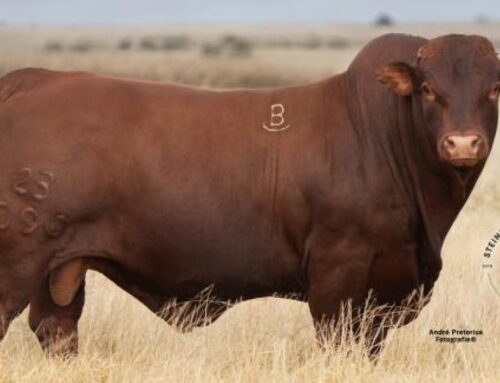 Steinberg Beefmasters kry kopers van heinde en verre by hulle jaarlikse produksieveiling