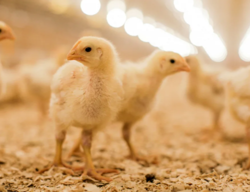 Early chick mortality part 2: MANAGEMENT AND NATURAL CAUSES