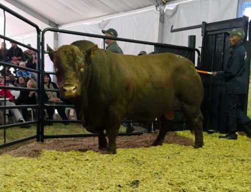 Up George Bonsmaras behaal R183 733 gemiddeld met R2 miljoen-topbul as hoogtepunt