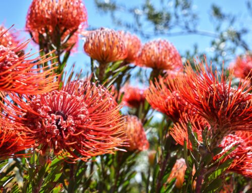Blommeboerdery: Waar kleur, biodiversiteit en winsgewendheid bymekaarkom