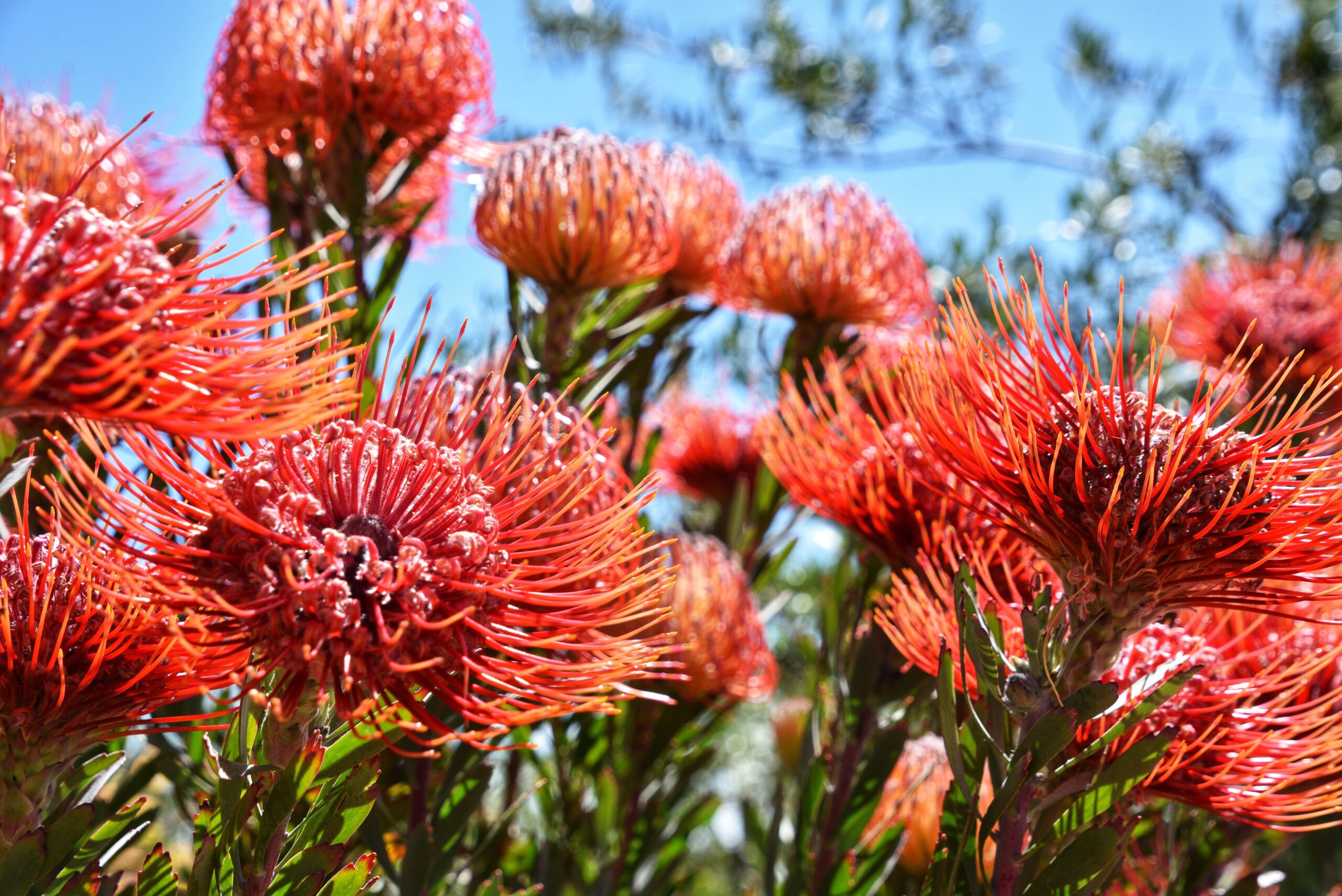 red-pincushion-protea-plant-2026-03-15-23-32-06-utc