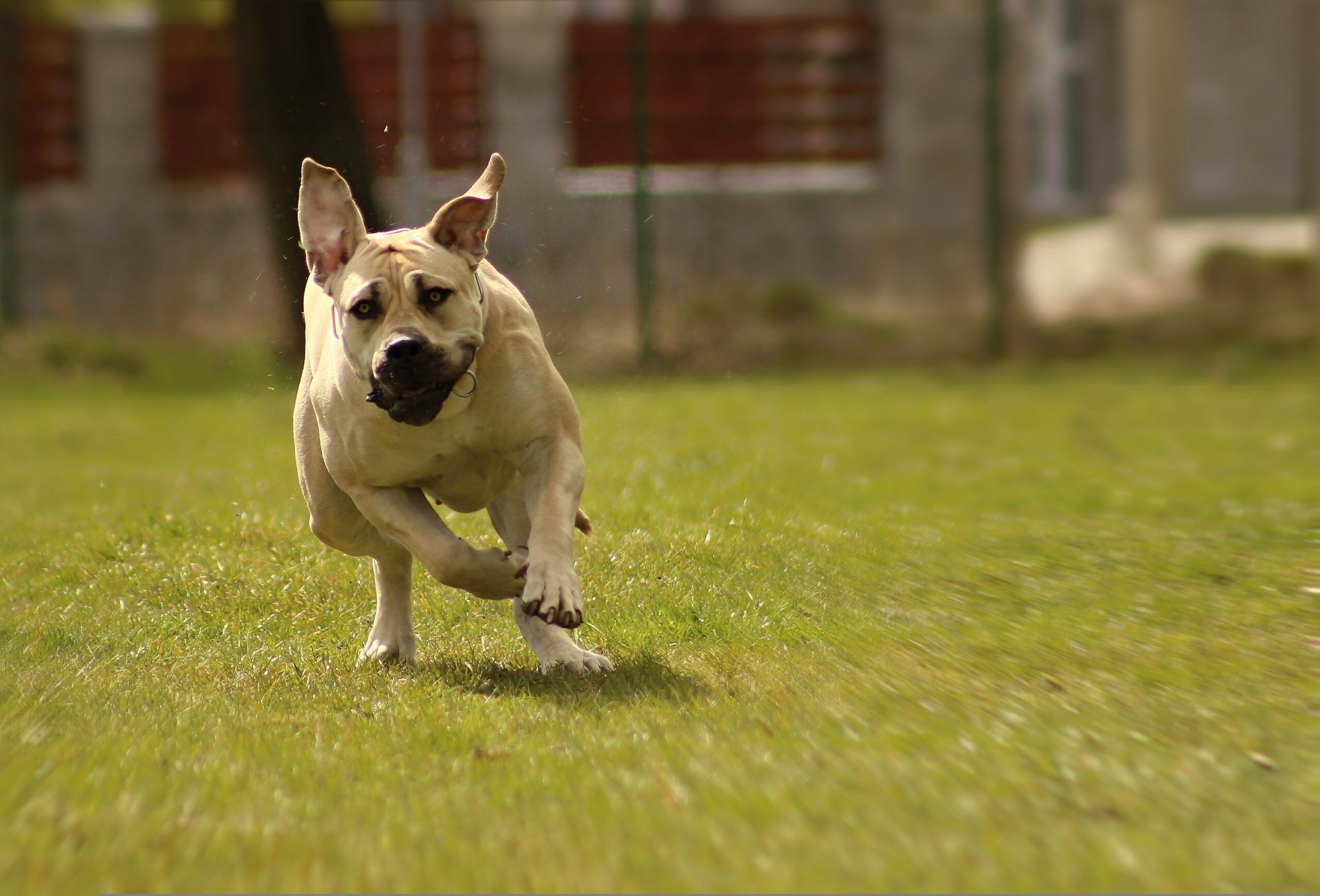 947051-boerboel-756589