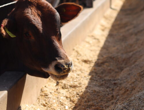 Feedtek provides smarter mineral nutrition for healthier, more productive livestock