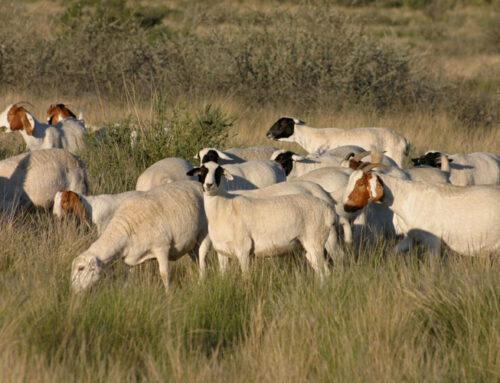 Indaba secures long-term future and sustainability of Namibia’s sheep industry