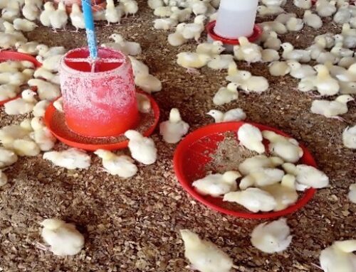 Early chick mortality part 3: MANAGEMENT OF DISEASE OUTBREAKS