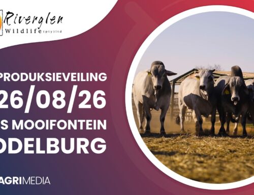 VIDEO: Riverglen Wildlife se 8ste Produksieveiling beloof topgehalte genetika!