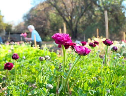 Femme Pétale: Waar blomme en hoop saam blom