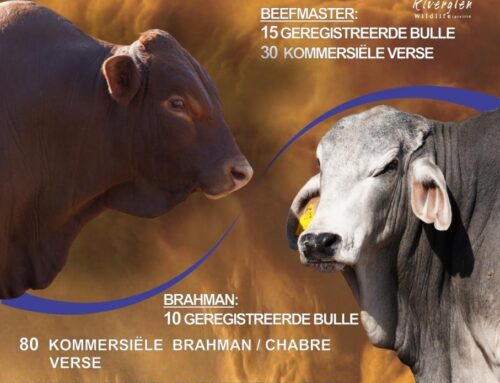 Riverglen Wildlife 8ste produksieveiling