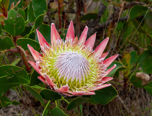 Proteas: Sukses begin by die regte grond en klimaat