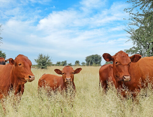 Feedtek is the perfect nutrition solution for your livestock