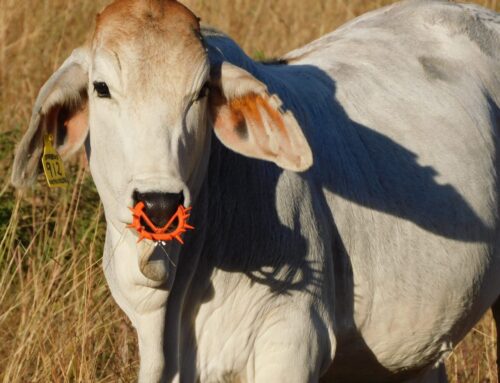 EasyWean® NoseRing®: A practical weaning solution for South Africa