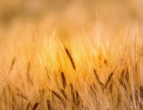 Swartland se koringboere in die moeilikheid: Produsente kan nie klimaatrisiko alleen dra nie