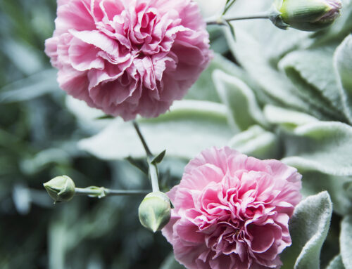Farming with flowers: Why Kenya’s flower industry continues to bloom