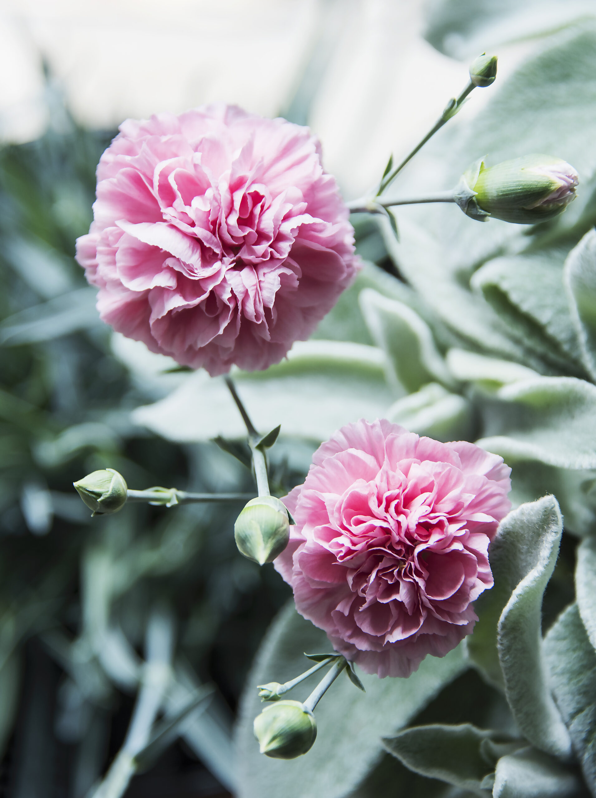 Pink carnations, close up