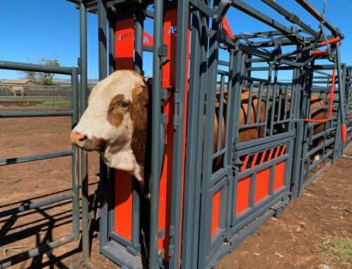 Algar’s livestock handling equipment maintains animal welfare and increases efficiency