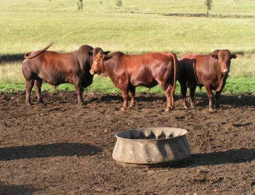 Yara Animal Nutrition: Everything you need to know about phosphorus for optimal livestock health