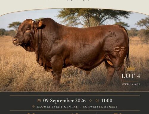 When great genetics do the talking at the Suikerbos Bonsmara annual auction