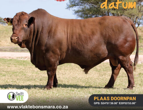 Topbulle uitgesoek vir Vlakte Bonsmara se 16de bulveiling