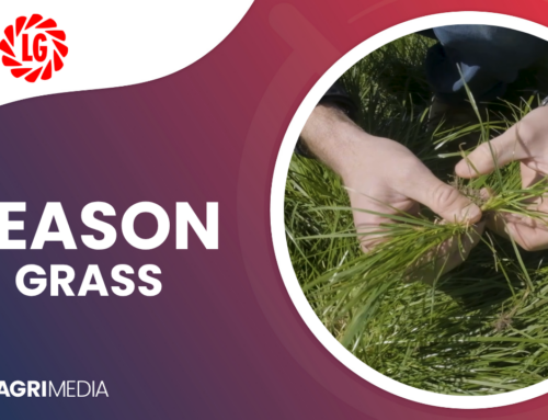 VIDEO: Limagrain en DLF se Reason- meerjarige raaigras in die Tsitsikama: dig, sterk en produktief