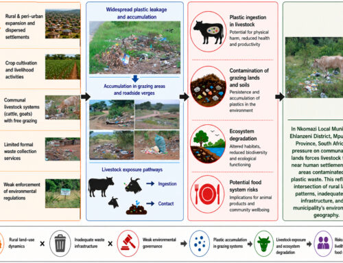 Plastic waste is harming livestock in South Africa: Smallholder farmers using communal land set out the support they need