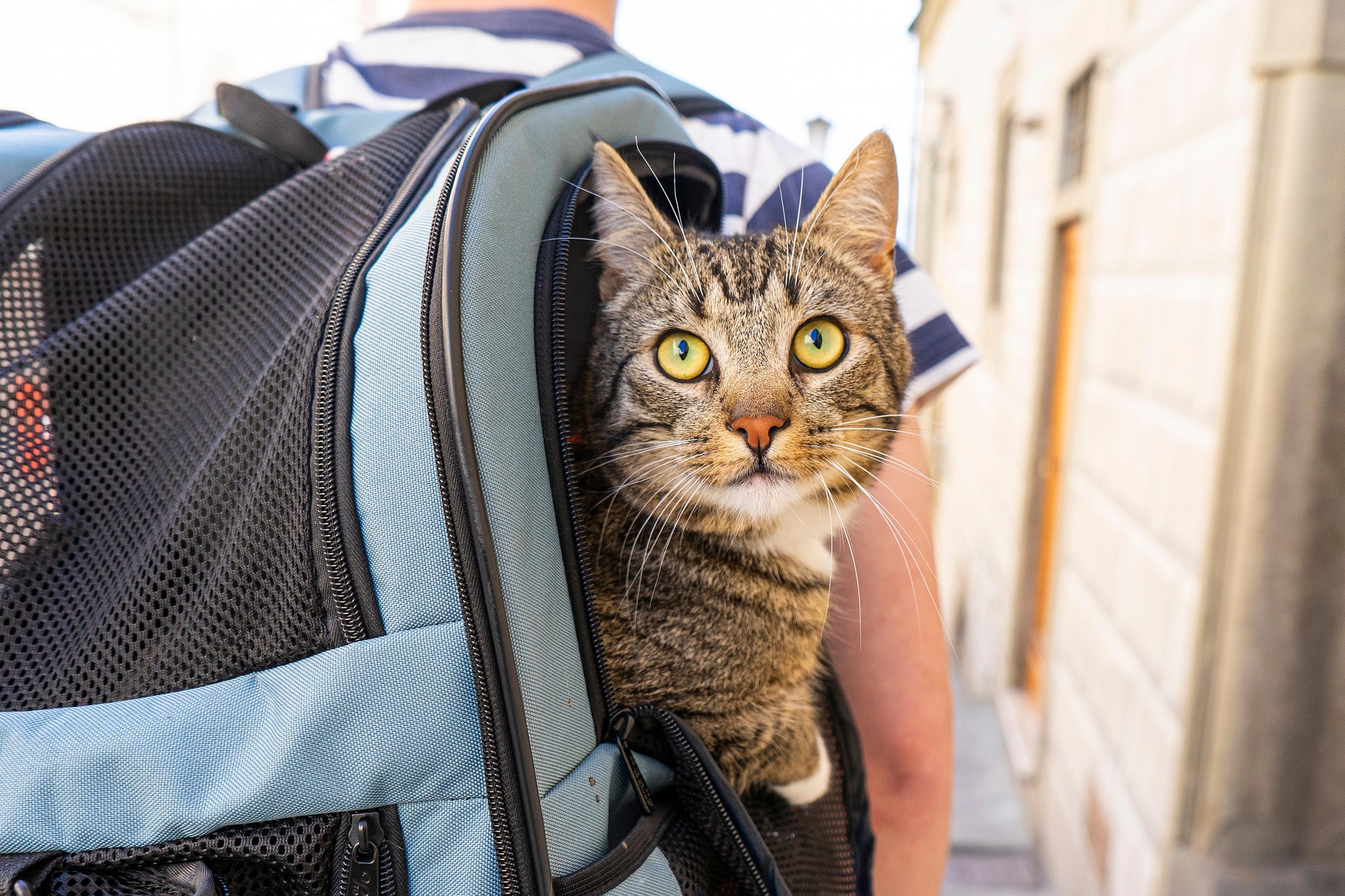 dominickvietor-cat-7541324_1920