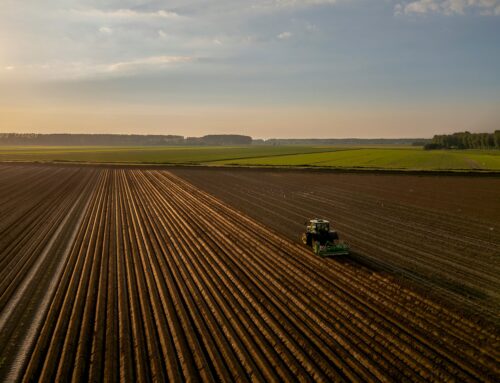 Waarom plantvoorbereiding van kardinale belang is
