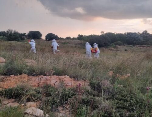 The Apiary Project help om die samelewing in balans te bring
