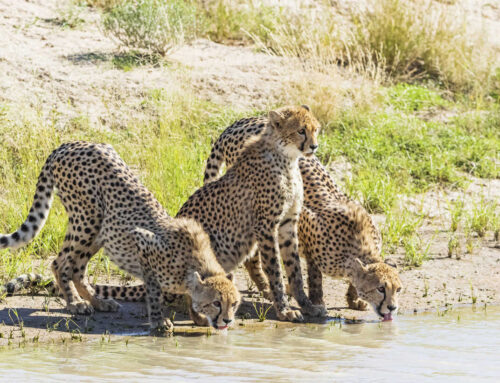 Cheetah Conservation Botswana baan die weg vir vreedsame bestaan tussen veeboere en uiters bedreigde jagluiperds: deel 2