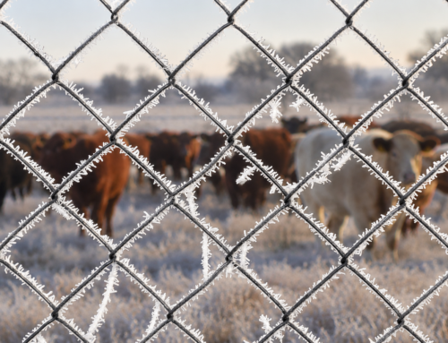 Why fencing matters in South Africa