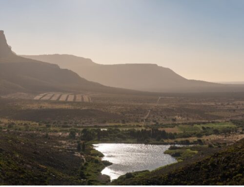 Rooibos maak reeds jare lank wêreldwyd opgang