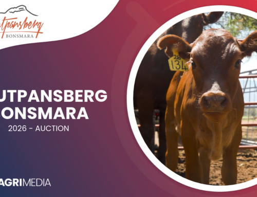 VIDEO: Puik pryse behaal by Soutpansberg Bonsmara se 2026-produksieveiling