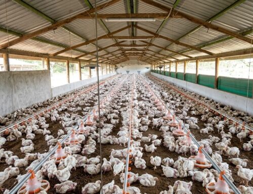 Managing hot temperatures in open-sided poultry houses
