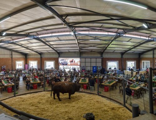 Nuwe rekord opgestel by Vlakte Bonsmara se 17de bulveiling