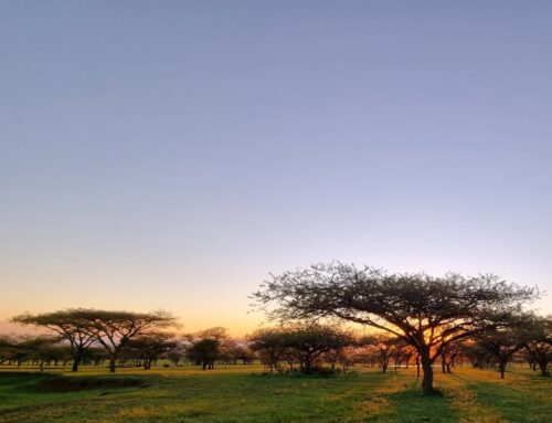 Aloe Africa Hunting Safaris offers unique, tailor-made hunting experiences