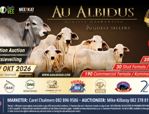 Uitstekende Brahman-genetika op Au Albidus en Gasverkopers se 9de produksieveiling te koop