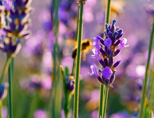 Laventel as alternatiewe gewas: Meer as net ’n mooi pers land